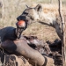 <h2>The Best of South Africa Escorted 2018</h2>Golf, Kruger Safari, Cape Town, the Winelands & Garden Route