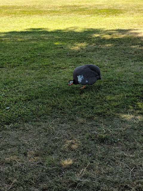 <h2>The Best of New Zealand Escorted 2018</h2>Taupo, Napier, Wellington & Queenstown