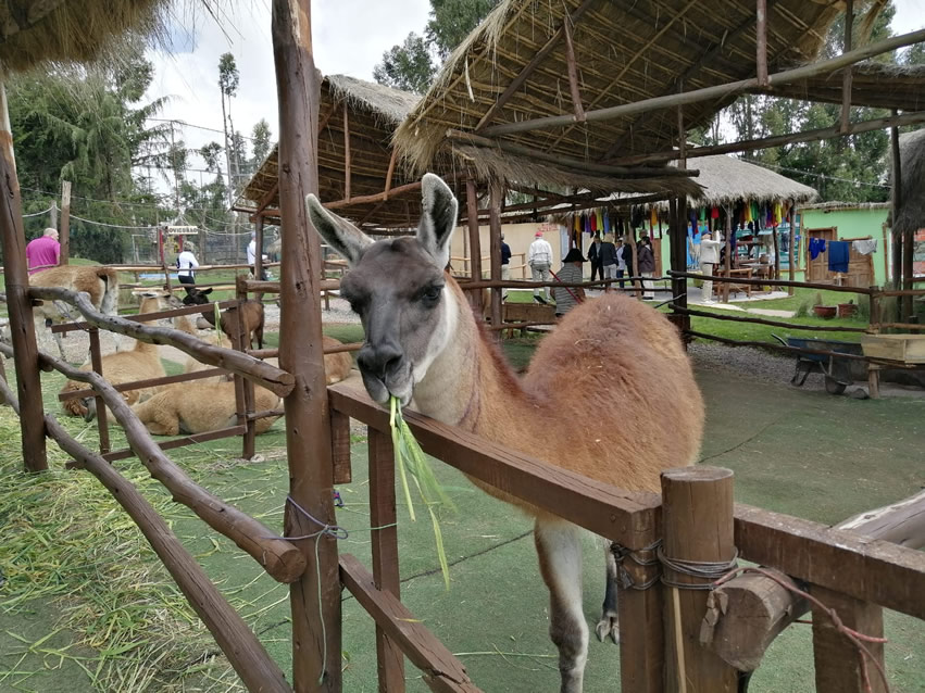 <h2>The Best of Brazil, Chile & Peru Escorted 2020</h2>11 Nights in Rio, Santiago & Machu Picchu | 4 Rounds | Feb 11 – 22